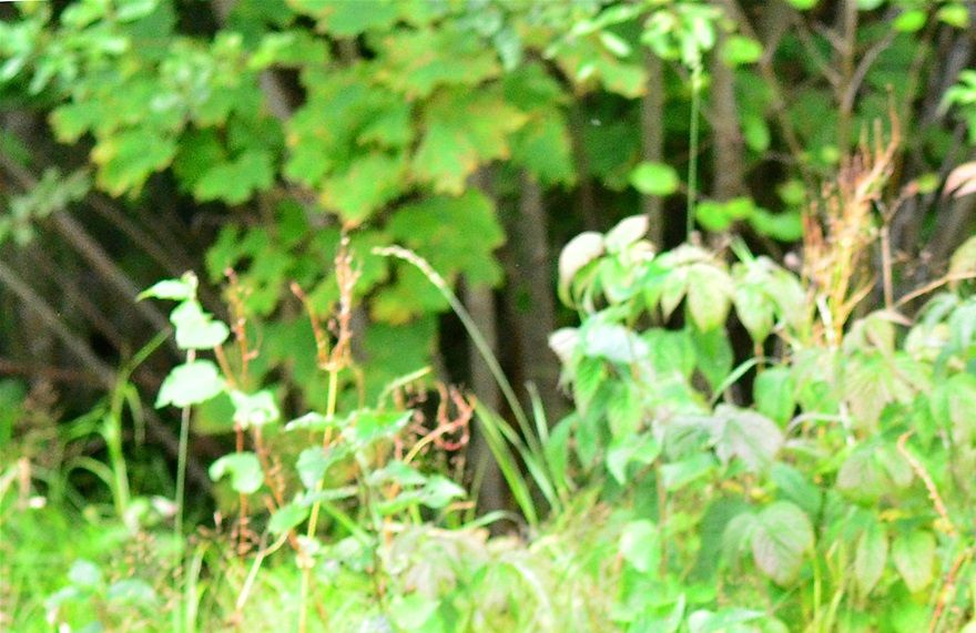 Una won BIS at Norwegian Retriever club show in August 2019
