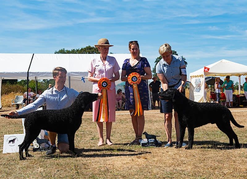 BIS Curly World Seminar speciality show 2018 in Holland, 138 curlies entered. Same 2 dogs BOB & BOS Crufts 2019