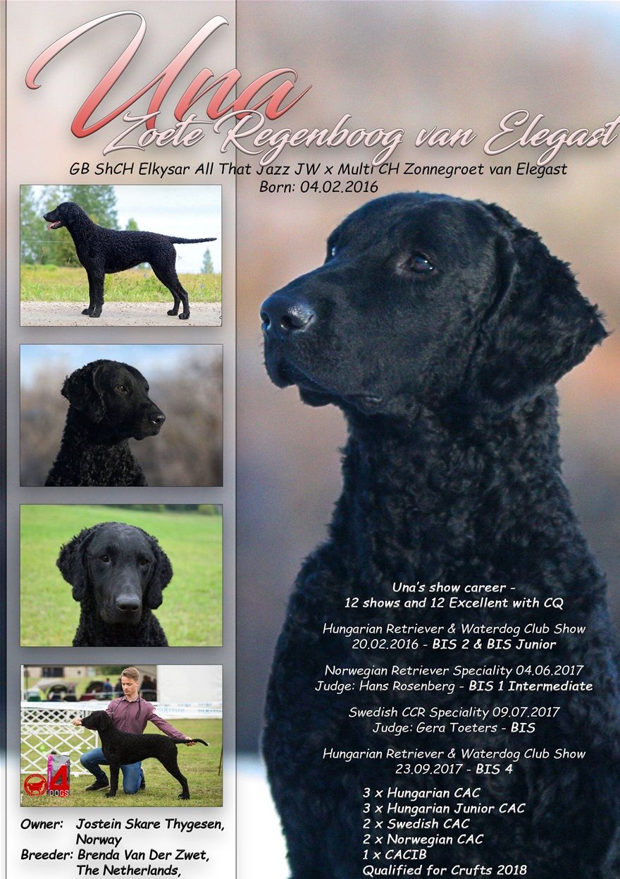 Advert for the UK Curly Club Yearbook 2018