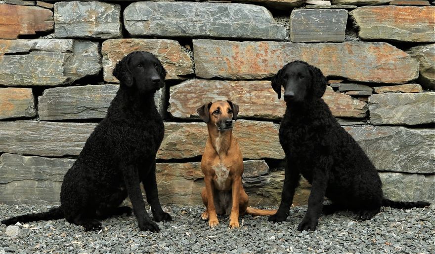 My dogs