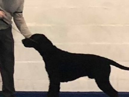 Sire: Gladrags Ain't Misbehavin (13 months old)
