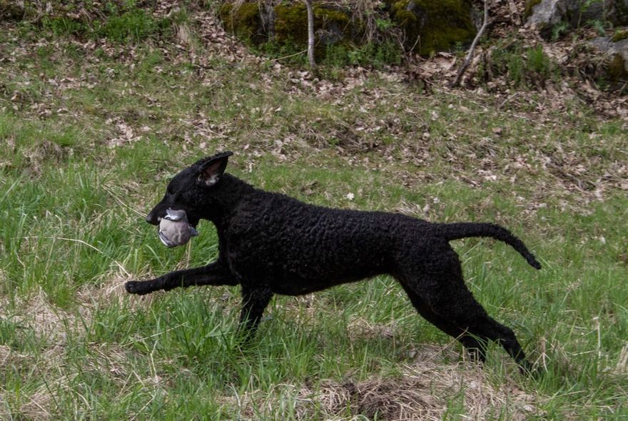 Ira retrieving a cold game