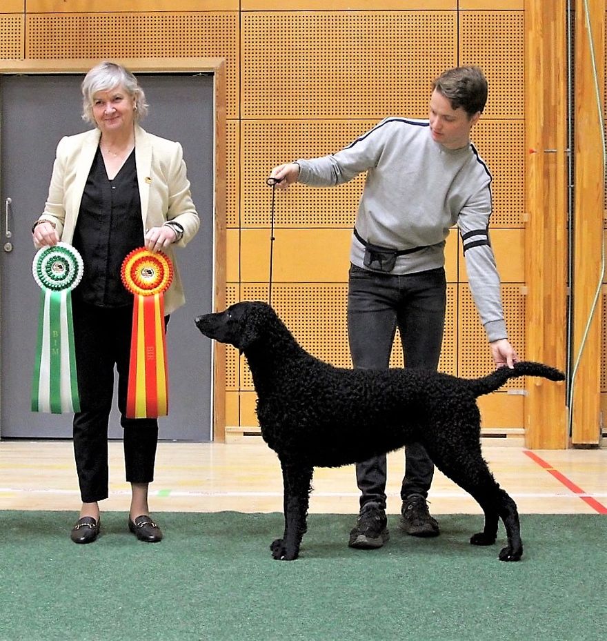 BOB & BIS 2 at Retriever Championship show. Ira 2,5 years old.