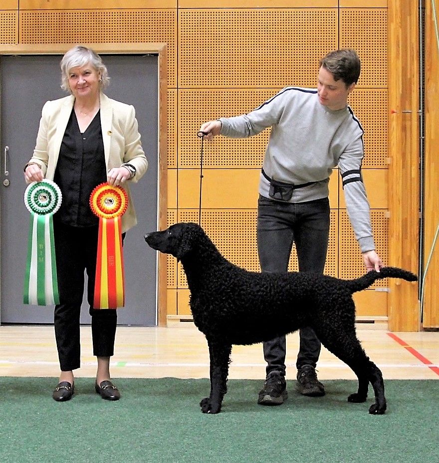 BOB & BIS 2 at Retriever Championship show. Ira 2,5 years old.